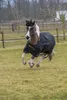 A piebald horse wearing a black turnout rug with gold trim is galloping across a grassy field. The background shows a wooden fence and bare trees. Produktbild-Vorschau