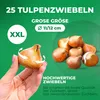 Winterharde, meerjarige tulpbollen - Bloemmix voor het Productafbeelding-voorbeeld 5