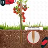 KOTARBAU® 10 szt. Paliki Drewniane do Pomidorów Warzyw 30 Podgląd zdjęcia produktu 7