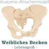 Anatomie Skelett Modell Lebensgroßes Knochenmodell Produktbild-Vorschau 1