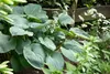 Hosta sieboldiana, Blaublatt-Funkie, ca. 11x11 cm Topf, Produktbild-Vorschau 13