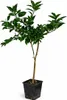 Citrus sinensis „Navelina” 120–140 cm – drzewo pomarańczowe Podgląd zdjęcia produktu 4