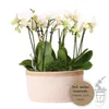 Kolibri Orchids | weißes Pflanzenset im Baumwollkorb inkl. Produktbild-Vorschau 1