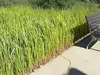 Stauden Gänge 3 x Imperata cylindrica im 1 Liter Topf - Produktbild-Vorschau 2