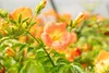 Campsis radicans 'Grandiflora', Trompetenblume, orange, Produktbild-Vorschau 7