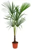 Chinesische Hanfpalme 160–180 cm Trachycarpus fortunei Produktbild-Vorschau 4