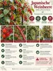 Japanische Weinbeere 30–35 cm – Rubus phoenicolasius, Produktbild-Vorschau 2