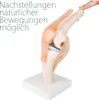 Anatomie Skelett Modell Kniegelenk Lehrmodelle Lebensgroß Produktbild-Vorschau 2