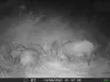 Outdoor Wildlife Hunting Trail und Wildkamera OXE Gepard Produktbild-Vorschau 35