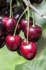 Kordia sehr große dunkle Süßkirsche Kirschbaum als Produktbild-Vorschau 4