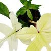 Philodendron Florida Ghost (Nazywany również Podgląd zdjęcia produktu 3