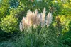 A clump of white pampas grass stands tall in front of lush green trees. Produktbild-Vorschau