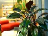 A plant in a pot is in the foreground, with a blurred background of a library or office space with red seating and bookshelves. Produktbild-Vorschau