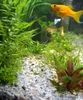 Ghiaia per acquario in quarzo grigio, fondo naturale 2-4 Anteprima dell’immagine prodotto 8