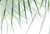 Vlies Fototapete Palmenblätter 400x280 cm Tapeten Produktbild-Vorschau 5