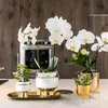 Verts Colibri | Set di 2 piante di Rhipsalis in vasi Anteprima dell’immagine prodotto 5