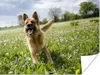 MuchoWow® Poster Deutscher Schäferhund zwischen den Blumen Produktbild-Vorschau 1