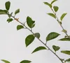 Prunus 'Porthos'® Einzigartiger Kirschstrauch, 3 Liter Topf Produktbild-Vorschau 4
