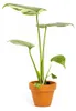 Gardners Monstera deliciosa variegata Thai Constellation, Náhľad obrázku produktu 1