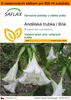 SAFLAX Garden in the bag - Andělská trubka / Bílá - Náhled obrázku produktu 1