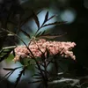 A close-up of a flowering plant with dark leaves and small pink flowers. Produktbild-Vorschau