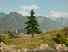 NOCH Nordmanntanne, Grün Produktbild-Vorschau 1