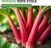 Rhabarber Victoria Samen - Rheum rhabarbarum - Produktbild-Vorschau 5