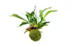 Gardners Kokedama Platycerium (L) Náhled obrázku produktu 1