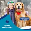 A girl and a golden retriever dog in the snow, with a graphic overlay. Náhľad obrázku produktu