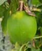 Passiflora x incarnata 'Eia Popeia' / Passiflore officinale Voir les images du produit 1