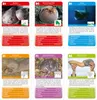 Quartett-Spiel - Kuriose Kreaturen Produktbild-Vorschau 2