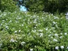 Plumbago (Plumbago auriculata) - 10 nasion Podgląd zdjęcia produktu 3