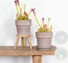Bloomique - Lot de 2 - Sarracenia Juthatip Soper - Plante Voir les images du produit 2