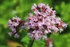 SAFLAX  - Origan - 600 graines - Origanum Voir les images du produit 5