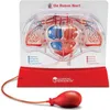 Learning Resources Pumping Heart Model, 8 Jahr(e), Produktbild-Vorschau 1