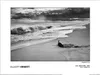 Magnum - "Elliot Erwitt - Usa New York East Hampton 1998" Anteprima dell’immagine prodotto 1