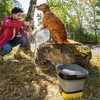Pulitore a vapore con contenitore da 5 bar Karcher OC3/1 Anteprima dell’immagine prodotto 20