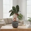 Bloomique - Alocasia Pink Dragon - Oreille d'éléphant - Voir les images du produit 2
