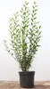 Ligustrum vulgare 'Atrovirens', Gewöhnlicher Liguster, Produktbild-Vorschau 1