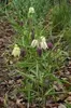 6 x Fritillaria meleagris - korony cesarskie - doniczka 9 x Podgląd zdjęcia produktu 2