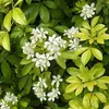2 x Orangenblume - Choisya ternata | 25-30 cm en conteneur Voir les images du produit 1
