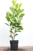 Prunus laurocerasus 'Rotundifolia', Kirschlorbeer, Produktbild-Vorschau 1