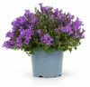 Campanula Addenda - mrazuvzdorná zvonková květina - ideální Náhled obrázku produktu 1
