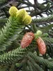 Abete bianco cileno - Abete delle Ande - Araucaria araucana Anteprima dell’immagine prodotto 3