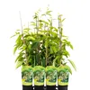 Männliche Kiwi-Pflanze 'Bestäuber' im 1L Topf, winterhart, Produktbild-Vorschau 7