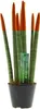 Sansevieria Cylindrica Straight – Spaghetti VELVET TOUCHZ® Náhled obrázku produktu 1