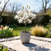 Magnolia gwiazdzista (Magnolia stellata) 19cm, wysokosc Podgląd zdjęcia produktu 5