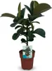 Green boutiQ - Zimmerpflanze - Gummibaum - Ficus Elastica Produktbild-Vorschau 2