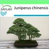 SAFLAX Garden to go - Borievka čínska - Juniperus chinensis Náhľad obrázku produktu 10