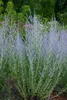 Perovskia atriplicifolia 'Little Spire', Blauraute, Produktbild-Vorschau 5